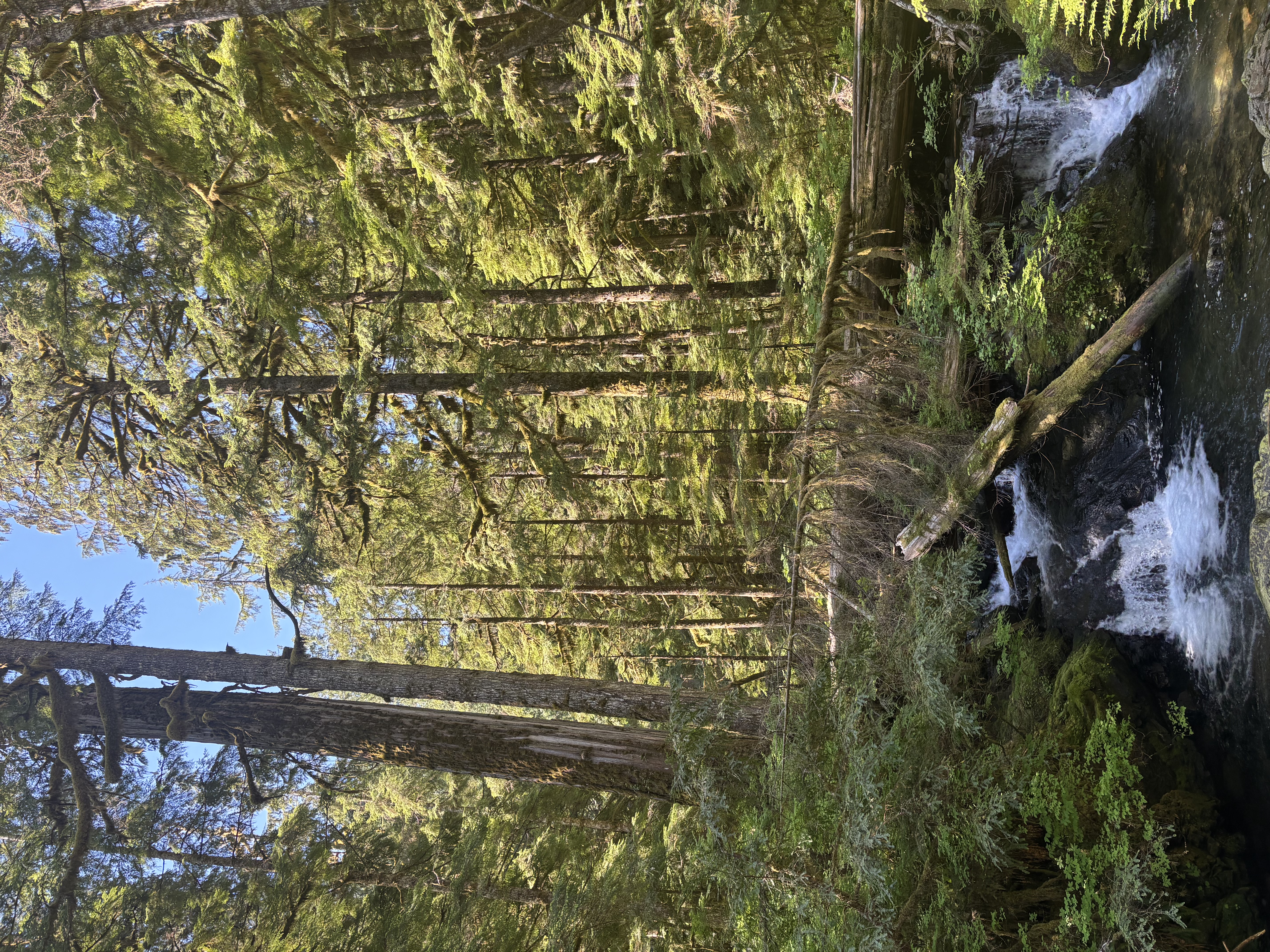 A forest trail surrounded by tall trees