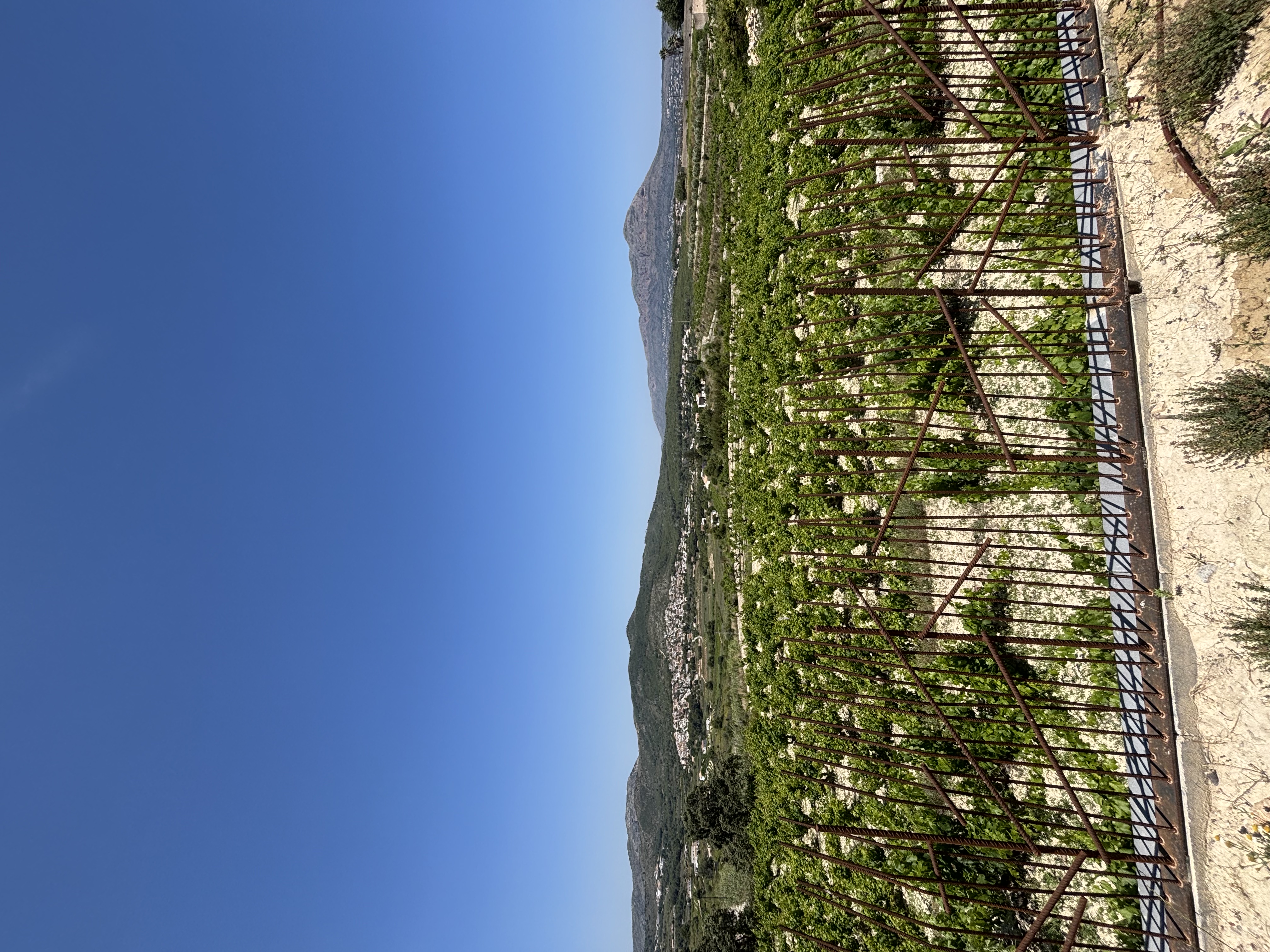 A vineyard beneath a blue sky and mountain range